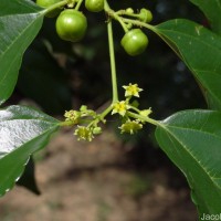 Colubrina asiatica (L.) Brongn.
